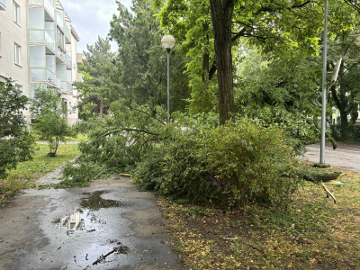 Spadnutý strom je aktuálne aj v Trnave na Podjavorinskej | Foto: Zuzana Benková, Trnavské rádio