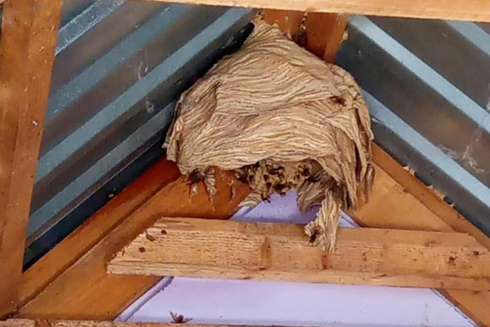 Pod strechou našli hniezdo veľké ako lopta. | Foto: Hasiči mesta Holíč