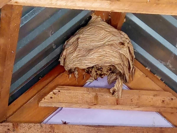 Pod strechou našli hniezdo veľké ako lopta. | Foto: Hasiči mesta Holíč