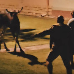Los pobehoval po uliciach Skalice | Zdroj: Mesto Skalica