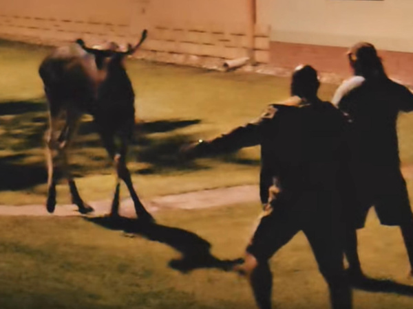 Los pobehoval po uliciach Skalice | Zdroj: Mesto Skalica