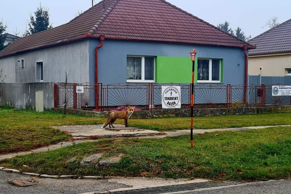 Líška v Bielom Kostole