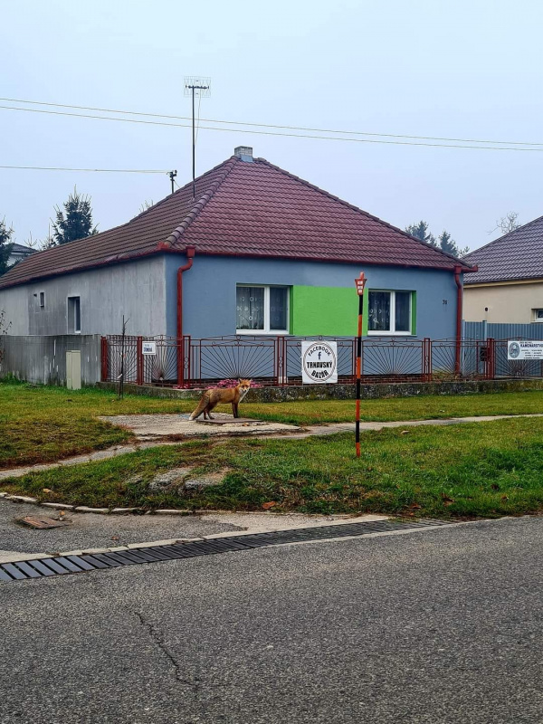 Líška v Bielom Kostole