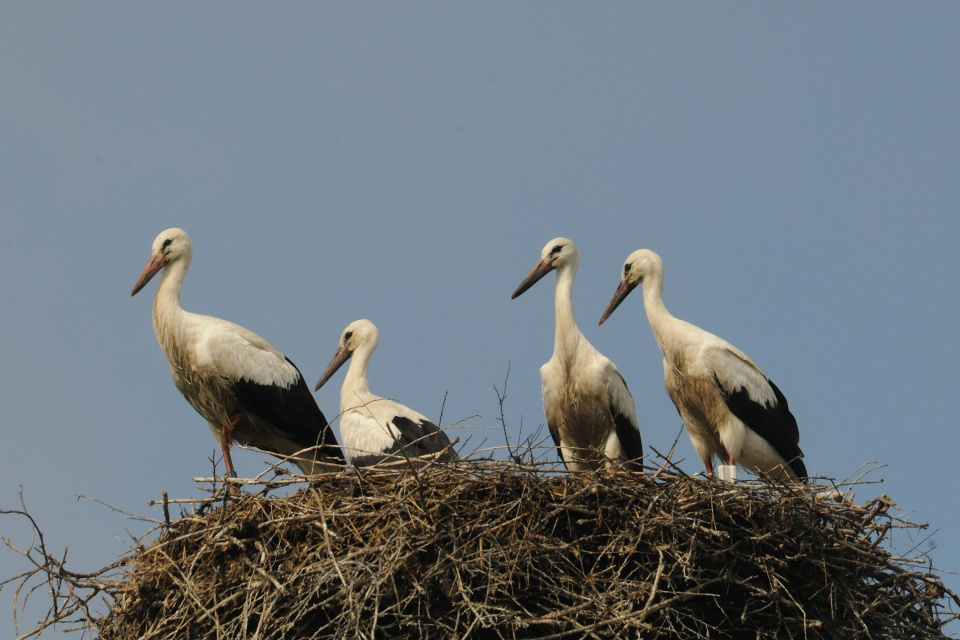 Mláďatá na hniezde v Kútoch | Zdroj: SOS/BirdLife Slovensko
