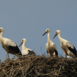 Mláďatá na hniezde v Kútoch | Zdroj: SOS/BirdLife Slovensko