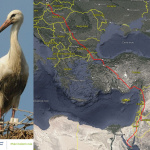 Marcinko z Kútov je najrýchlejším bocianom | Zdroj: SOS/BirdLife Slovensko