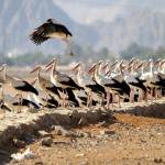 Bociany na odkaliskách pri letovisku Sharm El Sheikh | Zdroj: SOS/BirdLife Slovensko