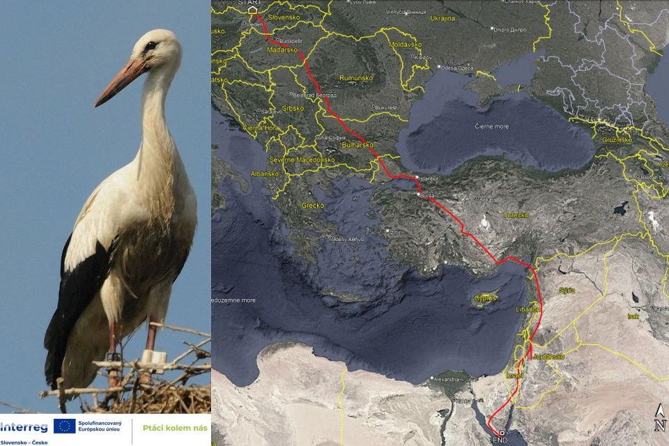 Marcinko z Kútov je najrýchlejším bocianom | Zdroj: SOS/BirdLife Slovensko