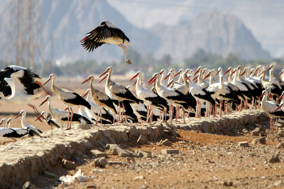 Bociany na odkaliskách pri letovisku Sharm El Sheikh | Zdroj: SOS/BirdLife Slovensko