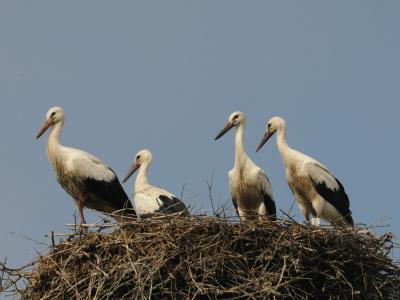 Mláďatá na hniezde v Kútoch | Zdroj: SOS/BirdLife Slovensko