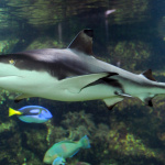Samička našla nový domov aj spolubývajúcu | Zdroj: Zoo Olomouc