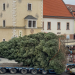 Minuloročný vianočný stromček | Foto: dv, Trnavské rádio