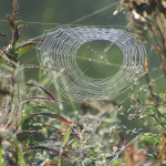 Príde babie leto? I Zdroj: pixabay