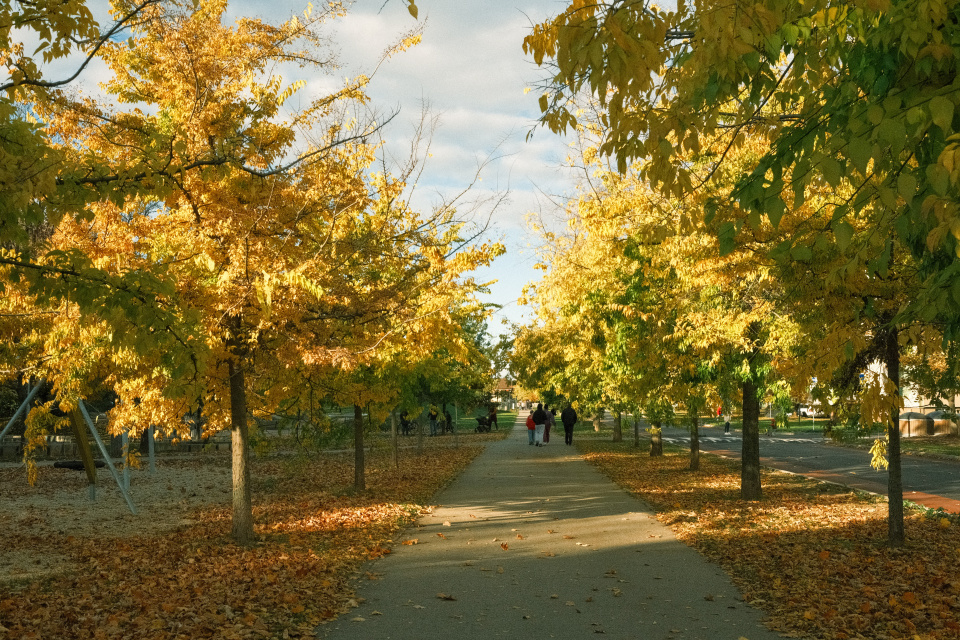 Počasie bude príjemné. Asi ako na tejto jesennej fotografii zo sídliska Prednádražie v Trnave. | Foto: Pavol Holý