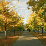 Počasie bude príjemné. Asi ako na tejto jesennej fotografii zo sídliska Prednádražie v Trnave. | Foto: Pavol Holý
