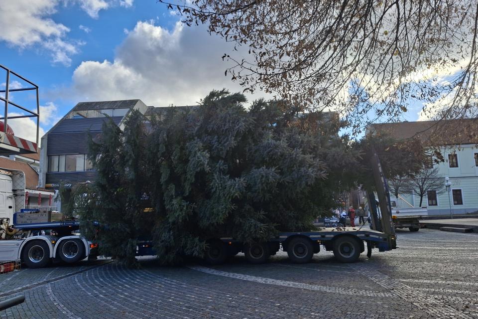 Smrek daroval pán Miroslav Laho | Foto: Trnavské rádio