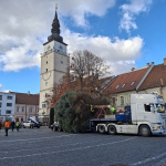 Tento rok ho ozdobia dvojnásobným počtom svetielok | Foto: Trnavské rádio