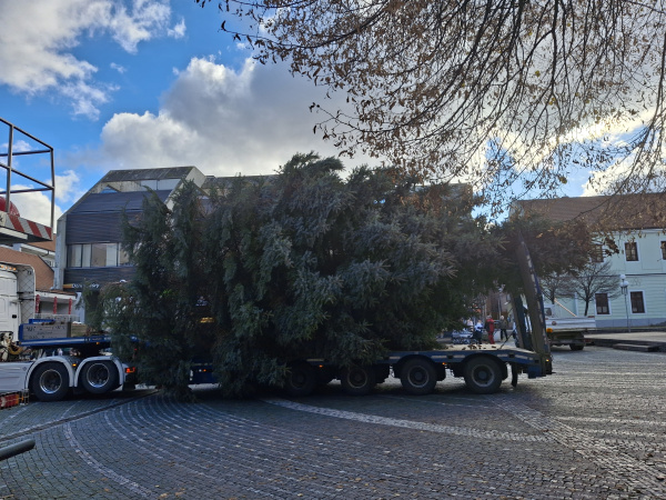 Smrek daroval pán Miroslav Laho | Foto: Trnavské rádio
