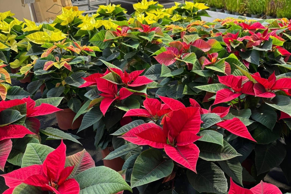 Symbol Vianoc - vianočná ruža | Foto: Hadzima Plant