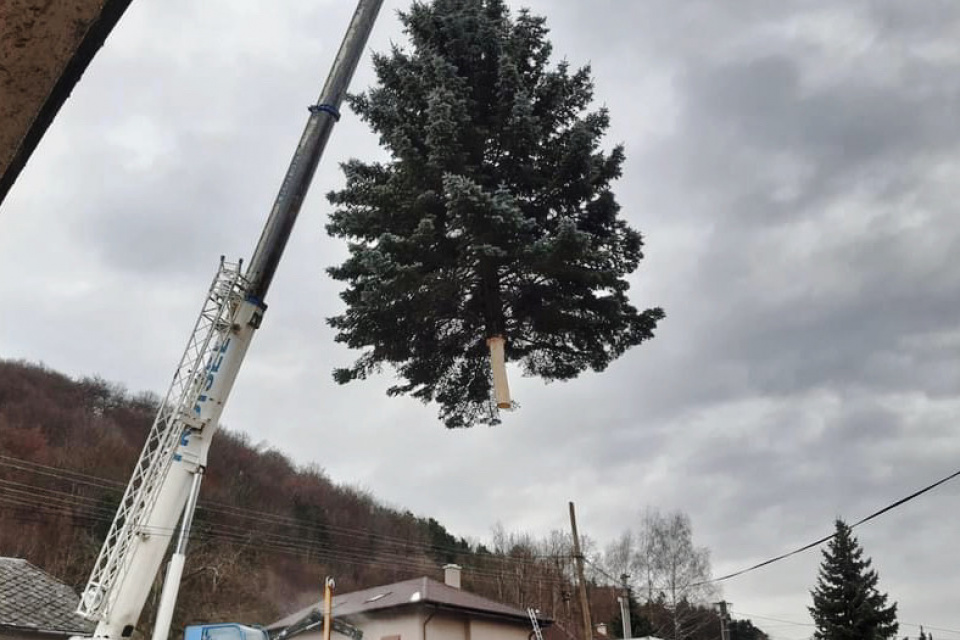 Strom z Bukovej mieril pred Prezidentský palác. | Zdroj: FB Lesy SR