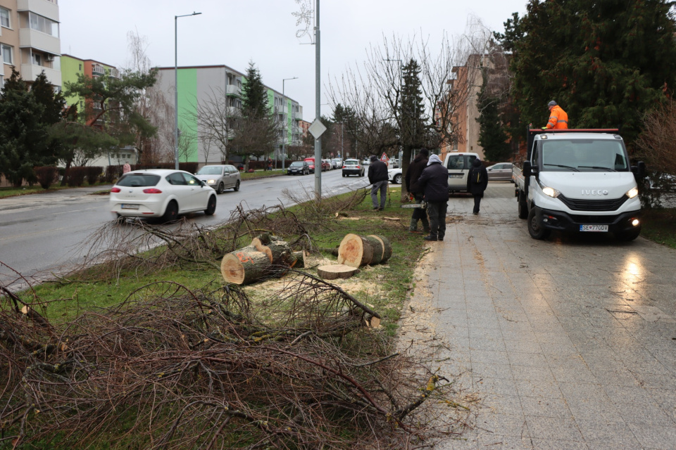 Termín výrubu zosúladili s prácami na cyklochodníku | Foto: Mesto Senica