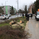 Termín výrubu zosúladili s prácami na cyklochodníku | Foto: Mesto Senica