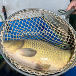 Ryby pochádzajú z lokálnych rybníkov z Budmeríc, Dolian a okolia | Foto: red.