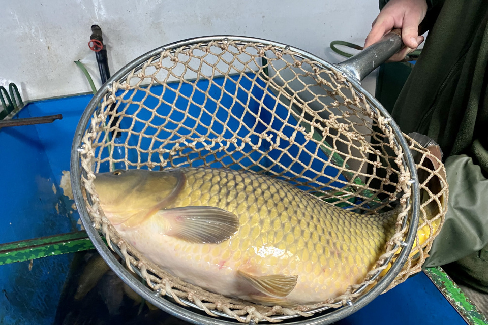 Ryby pochádzajú z lokálnych rybníkov z Budmeríc, Dolian a okolia | Foto: red.