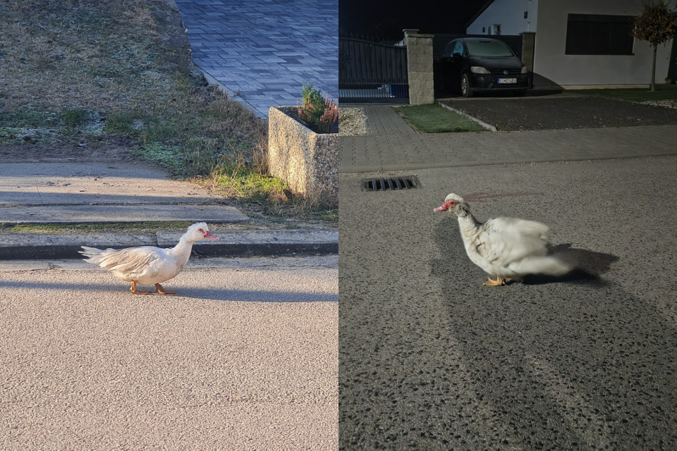 Špekuluje sa o možnom súvise prípadov výskytu hydiny v uliciach. | Foto: Nikola Matulová, Ludka Bé Čé, Kultúra v Gbeloch