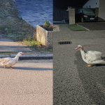 Špekuluje sa o možnom súvise prípadov výskytu hydiny v uliciach. | Foto: Nikola Matulová, Ludka Bé Čé, Kultúra v Gbeloch