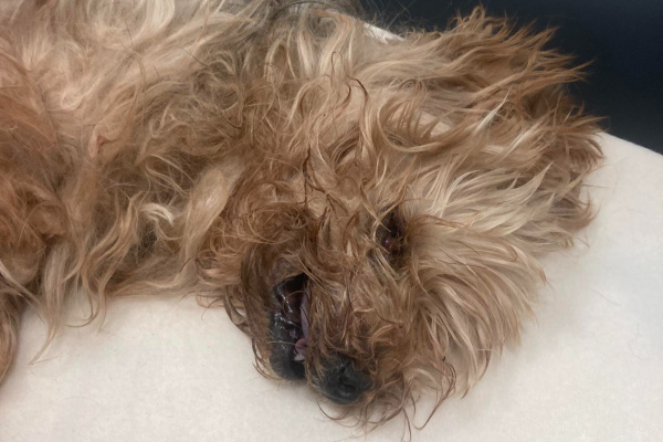 Winnie bola v tak zlom stave, že už nebola možná už ani operácia. | Foto: Útulok Trnava