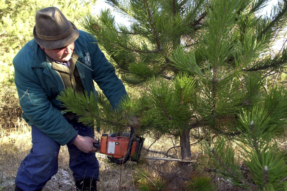 Na snímke je výrub borovice čiernej | Zdroj: TASR