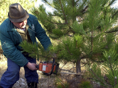 Na snímke je výrub borovice čiernej | Zdroj: TASR