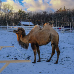 Vidieť ťavu prechadzajúcu sa po snehu je zážitok | Foto: dv