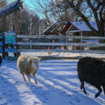 Ovečky sú nedočkavé, kedy im návštevníci ponúknu krmivo | Foto: dv