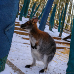 Nevšedný pohľad na kengury | Foto: dv