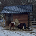 Poníkovo | Foto: dv