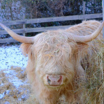 Huňatá kravička Alfinka | Foto: dv