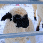 Tento rok sa FarmaPark rozrástol aj o roztomilé jahniatko | Foto: dv