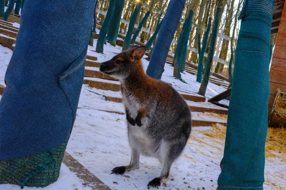 Nevšedný pohľad na kengury | Foto: dv