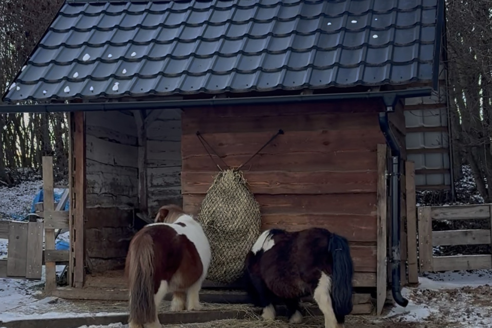 Poníkovo | Foto: dv