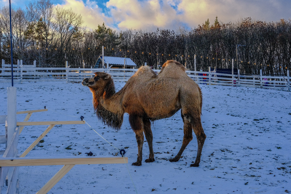Vidieť ťavu prechadzajúcu sa po snehu je zážitok | Foto: dv