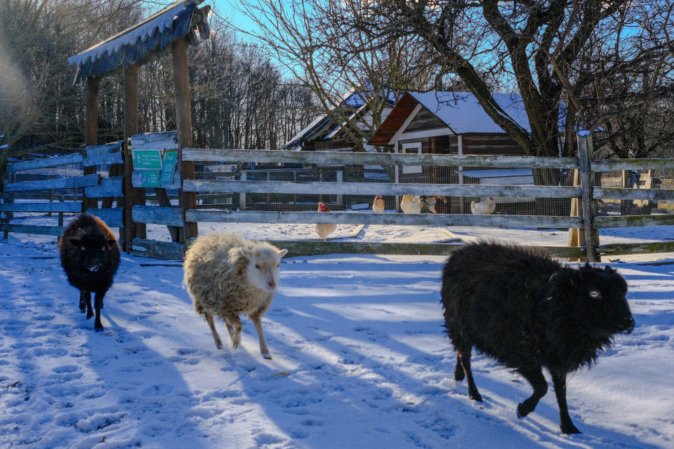 Ovečky sú nedočkavé, kedy im návštevníci ponúknu krmivo | Foto: dv