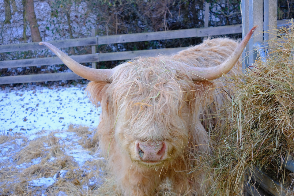 Huňatá kravička Alfinka | Foto: dv