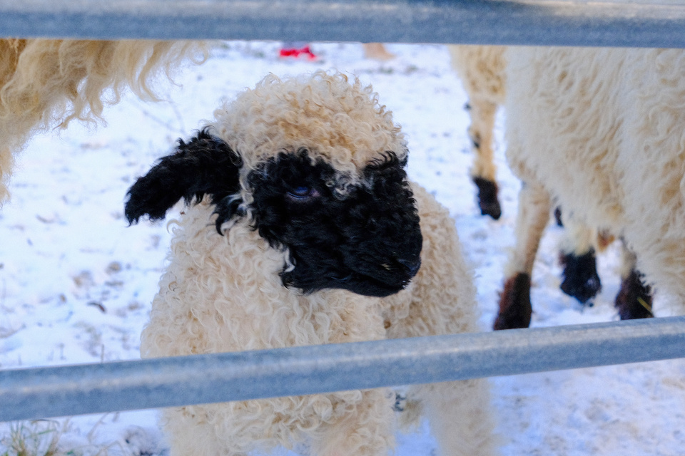 Tento rok sa FarmaPark rozrástol aj o roztomilé jahniatko | Foto: dv