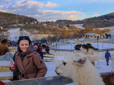 Počas prechádzky zimným areálom môžete nakŕmiť aj lamy | Foto: dv