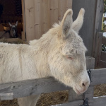 Malý oslík víta návštevníkov v živom Betleheme | Foto: dv