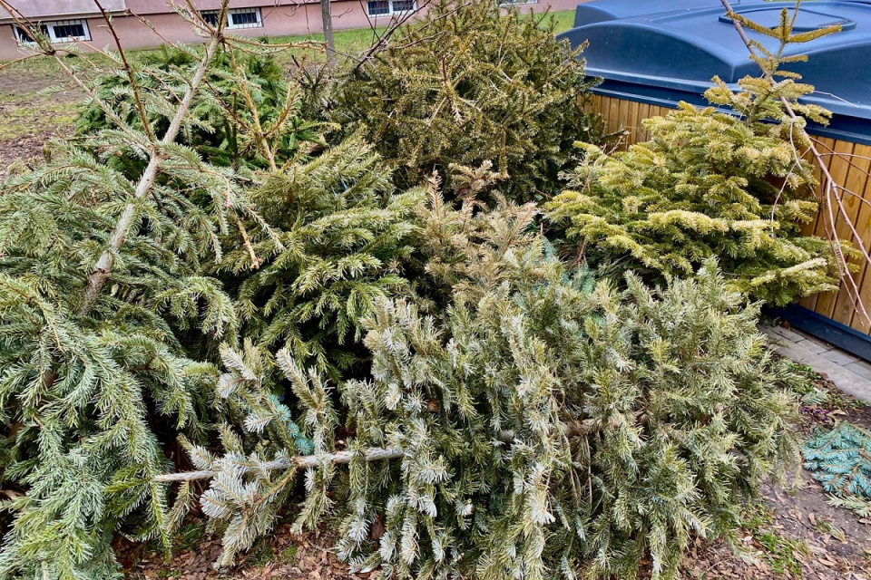 Vyhodené stromčeky v Trnave | Zdroj: Mesto Trnava