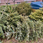 Vyhodené stromčeky v Trnave | Zdroj: Mesto Trnava