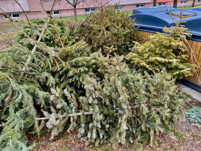 Vyhodené stromčeky v Trnave | Zdroj: Mesto Trnava